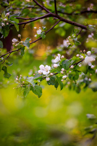 sunsetblossoming 苹果树上一棵盛开的苹果树的树枝