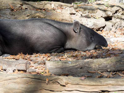 博德的貘, Tapirus bairdii 栖息在中美洲的森林里