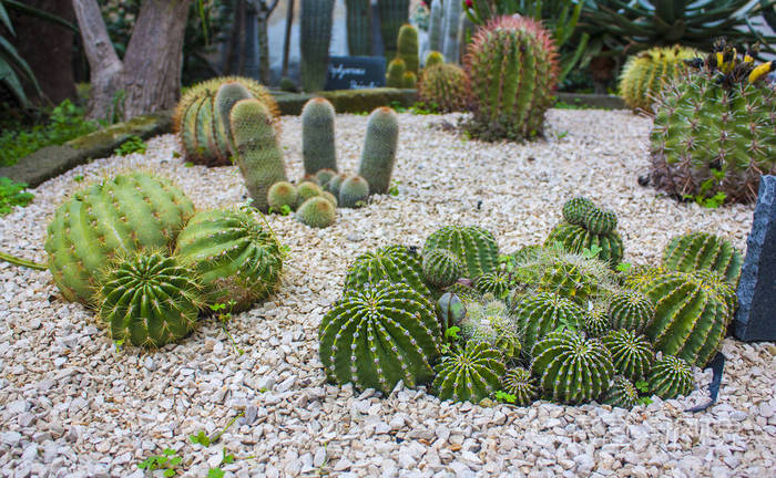 仙人掌在植物园