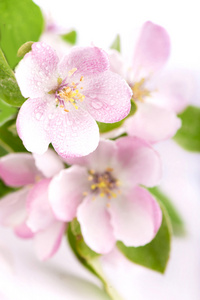 苹果花分公司