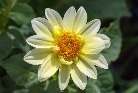 黄色大丽花图片