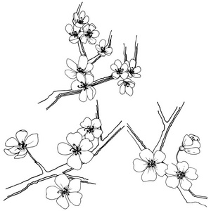 樱花的矢量风格孤立。植物全名 樱花。背景纹理包装图案框架或边框的矢量花