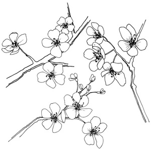 樱花的矢量风格孤立。植物全名 樱花。背景纹理包装图案框架或边框的矢量花
