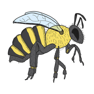 蜂蜜蜜蜂手绘, 矢量图像, 轮廓样式, 着色图片照片