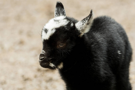 一只年轻的黑白山羊站在外面照片