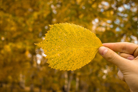 闭上的人手拿着黄叶在树上的背景。公园里的秋季季节构成