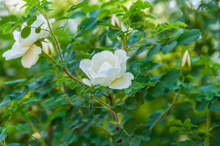 白色玫瑰花布什