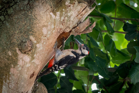 大斑点啄木鸟特写在他的巢附近的树上