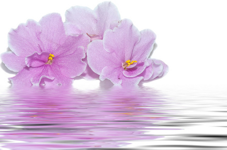 粉色的花，紫罗兰色的水反射