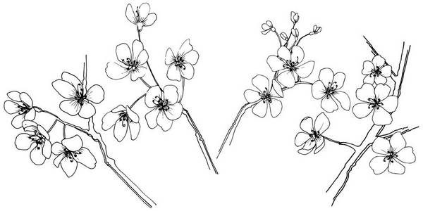 樱花的矢量风格孤立。植物全名 樱花。背景纹理包装图案框架或边框的矢量花