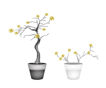 两个花盆美丽的黄色树木