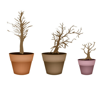 三个抽象等距棕色树在花盆里
