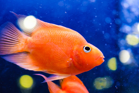 美丽的鱼在水族馆, 金鱼, 水族馆, 鱼的背景水生植物