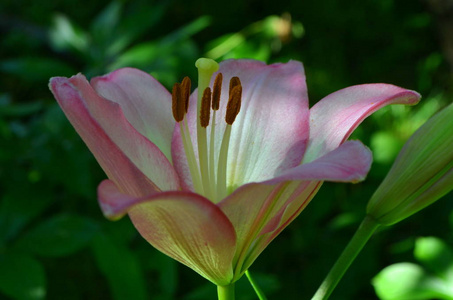 百合花是粉红色的