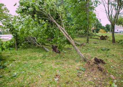 水平飓风飓风后倒下的树照片