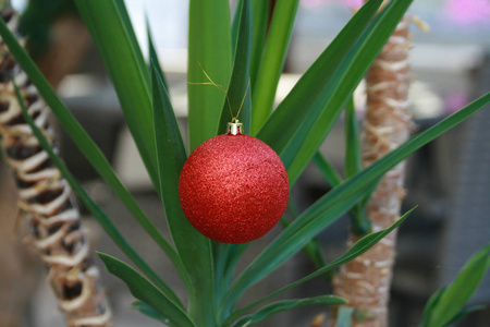棕榈树装饰着红色的圣诞小面包