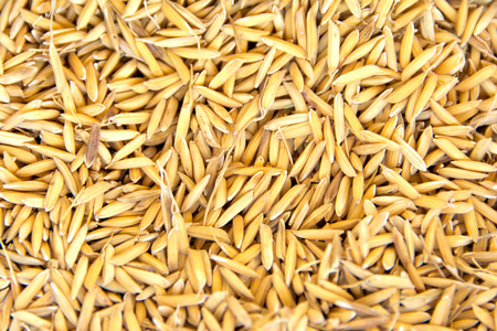 11片叶水稻种子大全图片