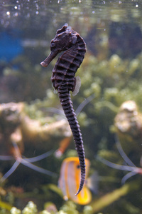 在水族馆的海马