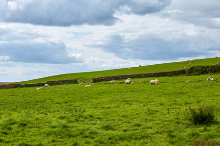 群羊吃草农场景观