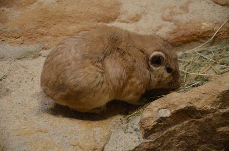 普通甘迪ctenodactylus gundi