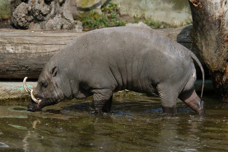 babirusaabyrussa