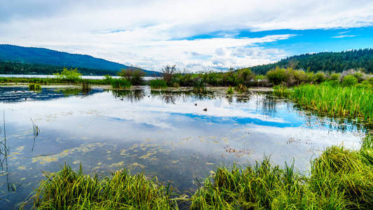 鸭子在彼得希望湖在 Shuswap 高地沿高速公路5a 在不列颠哥伦比亚省, 加拿大与天空反射在光滑的表面