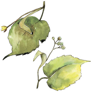 绿色的椴树叶。叶植物植物园花叶。独立的插图元素。背景纹理包装图案框架或边框的水彩画叶