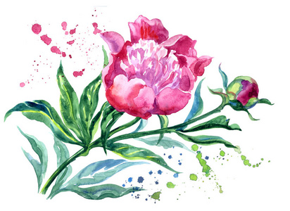 粉红色牡丹与芽和叶在表达方式, 水彩画在白色背景, 隔绝