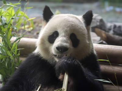 大熊猫, 大熊猫大熊猫喂竹子