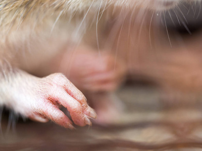 选择在尼克的大鼠指甲的焦点.家庭和住宅不应该有老鼠.虫害控制.