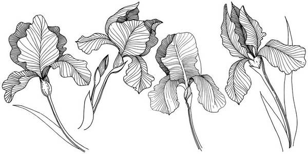 Irise 花在矢量样式分离。植物全名 虹膜。背景纹理包装图案框架或边框的矢量花