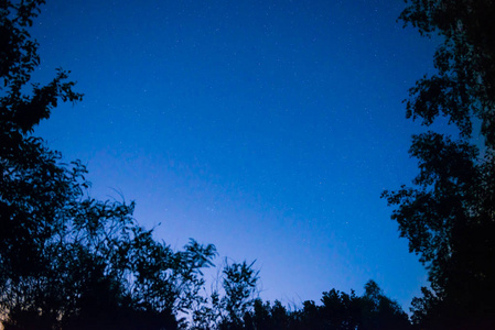 夜深蓝的天空在森林以明亮的星作为空间背景