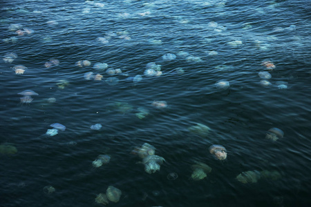 由于冷流的渗透, 数百万水母漂浮在海洋泻湖中。游泳的危险。作为装饰和创意设计的一个不寻常的背景
