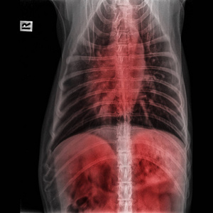 犬前视图 X 线闭合于胸部标准和胸部呼吸系统和肝痛区红色突出兽医和兽医解剖概念