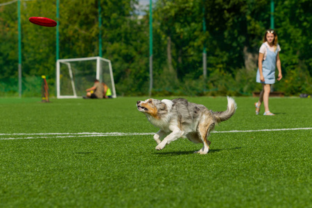 边境牧羊犬抓住光盘。夏天的日子。自然光