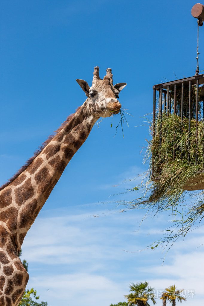 吃的蓝蓝的天空背景上的动物园里的长颈鹿