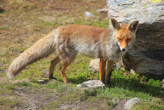 森林里的石头附近的狐狸