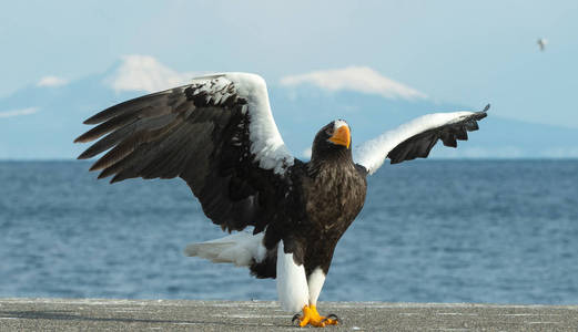 成人史泰勒的海鹰降落。科学名称 haliaeetus pelagicus。冬季背景上的蓝天和海洋