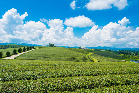 泰国清莱追芳农场的茶园景观是最热门的旅游目的地。清莱地标