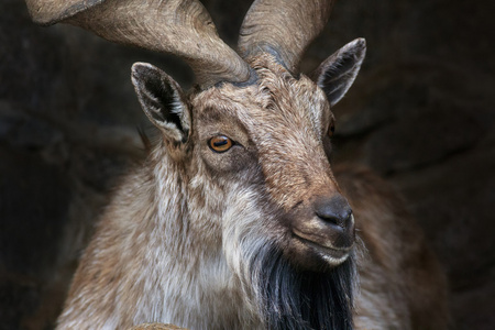 Markhor 男性特写肖像