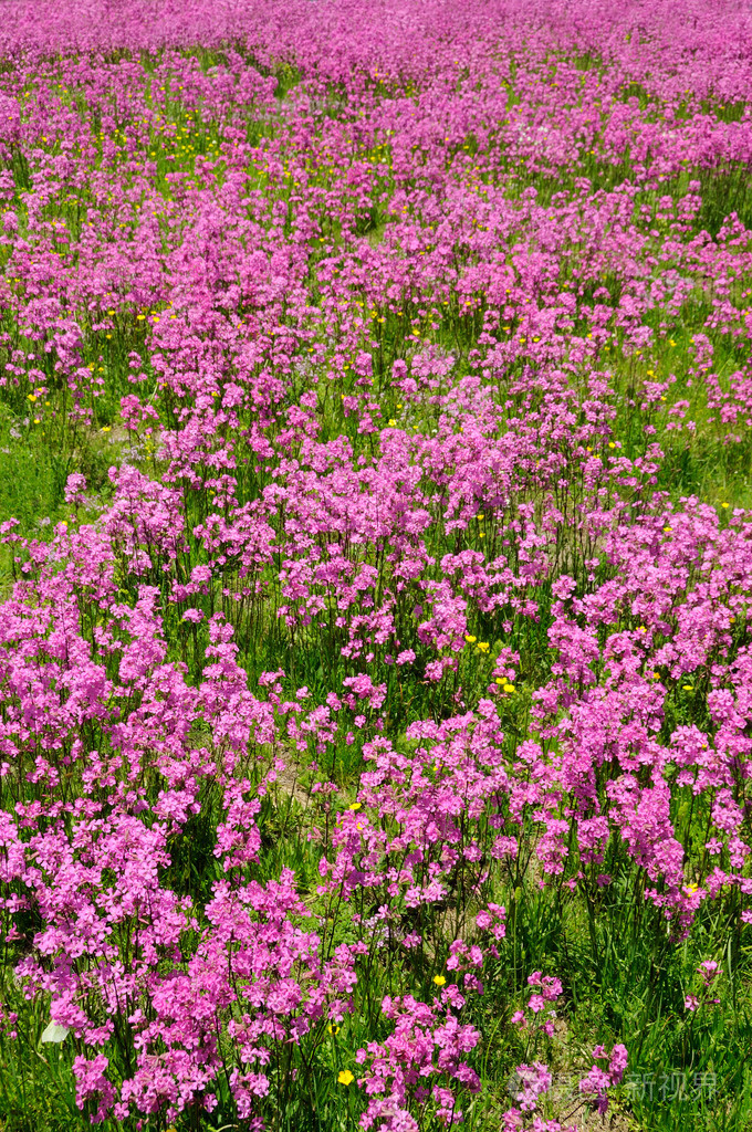 草地上满了春天的花朵