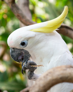 白鹦鹉头上黄羽毛图片