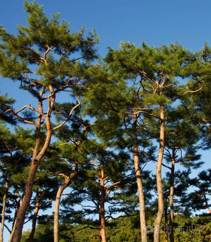 韩国松树景观