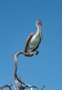 褐色鹈鹕 (pelecanidae) 在墨西哥湾的一个干燥的分支, 尤卡坦半岛