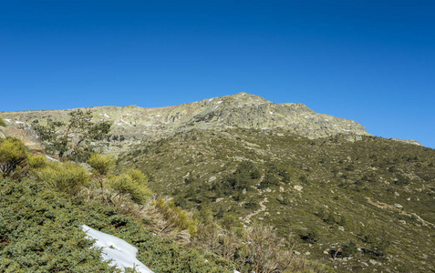 在 oromediterraneus, 西班牙马德里省 Rascafria 山脉国家公园 刺柏亚种, 阿尔宾娜和 Cytisu