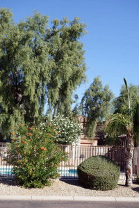 街道后院装饰着沙漠耐热植物和树木, 凤凰, 亚利桑那州