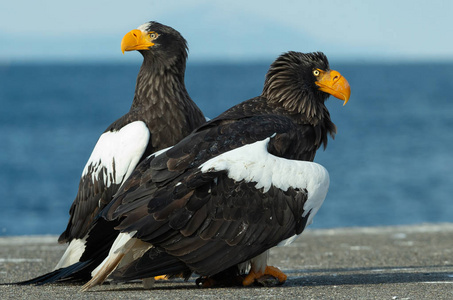 史泰勒的海鹰飞越蓝天和海洋。科学名称 haliaeetus pelagicus。自然栖息地。冬季