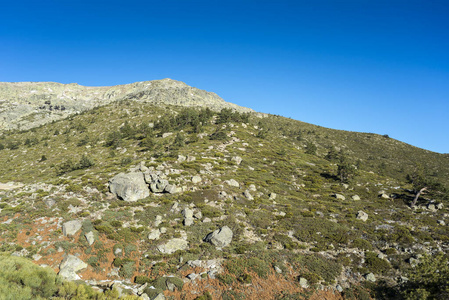 垫灌木 刺柏亚种阿尔宾娜和 Cytisus oromediterraneus 在 Rascafria 的自治市, 在 de 