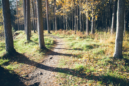 在树林里的秋天彩色的旅游步道。复古木纹膜上厕所