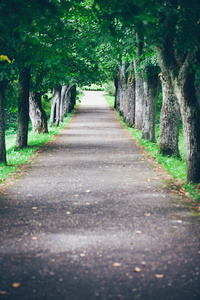 清晨的薄雾道路。复古木纹电影来看